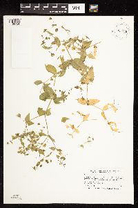 Myosoton aquaticum image