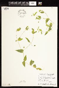 Myosoton aquaticum image