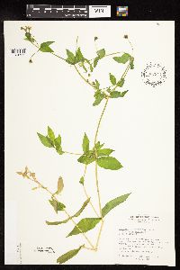 Myosoton aquaticum image