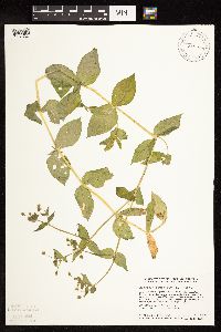 Myosoton aquaticum image