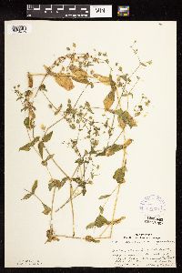 Myosoton aquaticum image