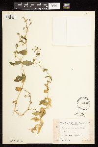 Myosoton aquaticum image