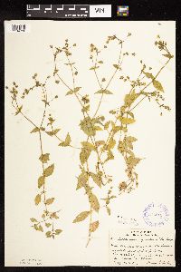 Myosoton aquaticum image