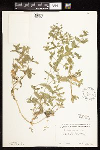 Myosoton aquaticum image