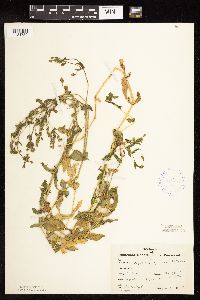 Myosoton aquaticum image