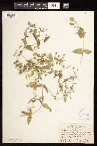 Myosoton aquaticum image