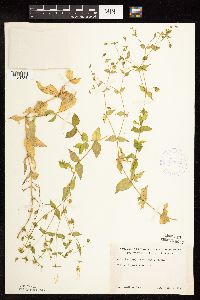 Myosoton aquaticum image