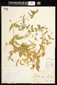 Myosoton aquaticum image