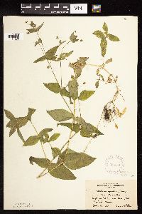 Myosoton aquaticum image