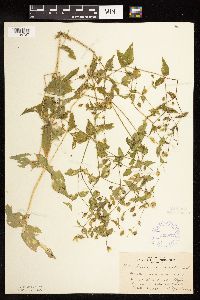 Myosoton aquaticum image