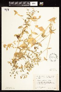 Myosoton aquaticum image