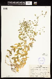 Myosoton aquaticum image