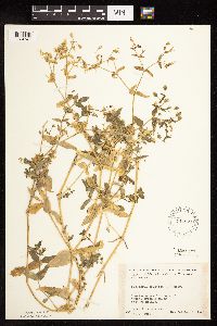 Myosoton aquaticum image