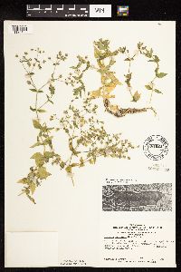 Myosoton aquaticum image