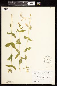 Myosoton aquaticum image