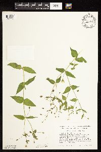 Myosoton aquaticum image