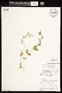 Myosoton aquaticum image