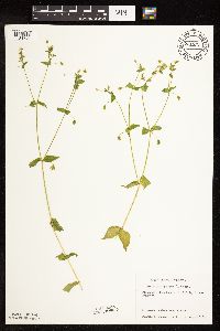 Myosoton aquaticum image