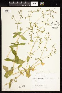 Myosoton aquaticum image