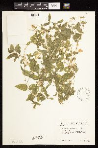 Myosoton aquaticum image