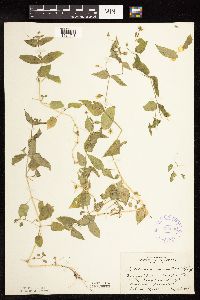 Myosoton aquaticum image