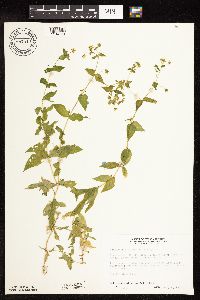 Myosoton aquaticum image