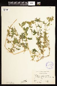 Myosoton aquaticum image