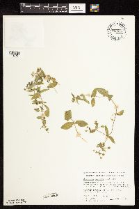 Myosoton aquaticum image