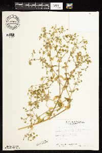 Myosoton aquaticum image