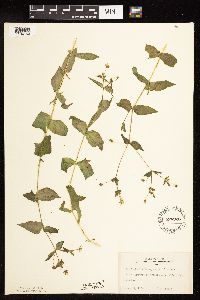 Myosoton aquaticum image