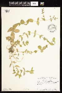 Myosoton aquaticum image