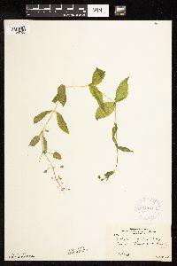 Myosoton aquaticum image