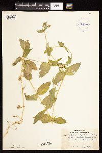 Myosoton aquaticum image