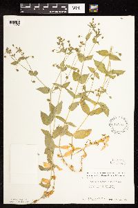 Myosoton aquaticum image