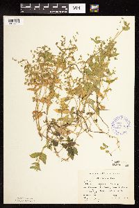 Myosoton aquaticum image