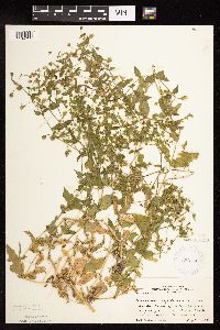 Myosoton aquaticum image