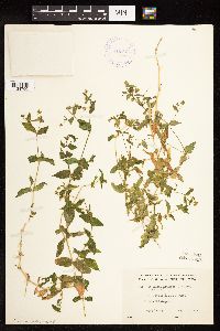 Myosoton aquaticum image