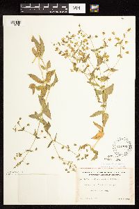 Myosoton aquaticum image