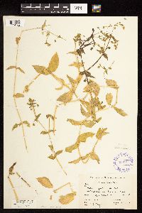 Myosoton aquaticum image