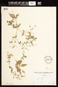 Myosoton aquaticum image