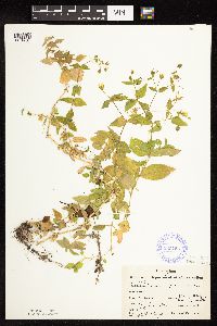 Myosoton aquaticum image