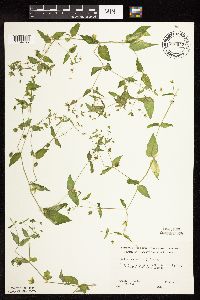 Myosoton aquaticum image