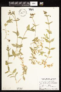 Myosoton aquaticum image