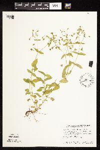 Myosoton aquaticum image