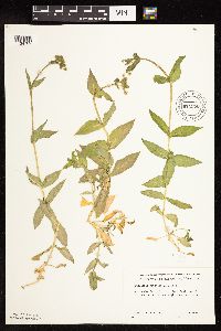 Myosoton aquaticum image