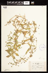 Myosoton aquaticum image