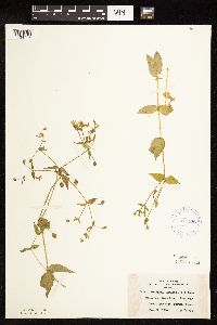 Myosoton aquaticum image