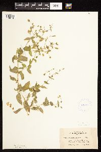 Myosoton aquaticum image