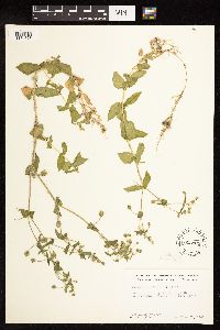 Myosoton aquaticum image