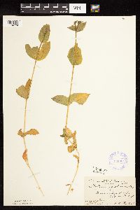 Myosoton aquaticum image